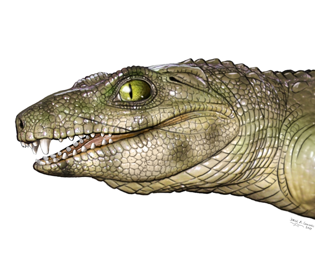 (Illustration courtesy of Jorge Gonzalez) A graphic shows what an extinct carnivore relative of crocodiles might have looked like.