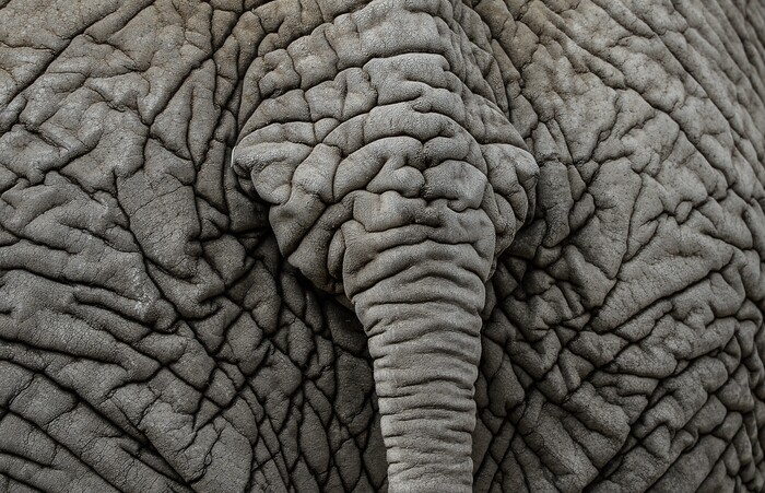 (Francisco Kjolseth  |  The Salt Lake Tribune)  A report came out on Monday, May 6, 2019, that says one million different species are in imminent danger of extinction, several of which are represented at Hogle Zoo like Zuri, the baby African Elephant who's skin creates an intricate pattern.
