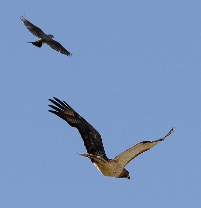 (Francisco Kjolseth | The Salt Lake Tribune) With nesting season in full swing, a red-tailed hawk is mobbed by a western kingbird in an industrial area of Salt Lake City.