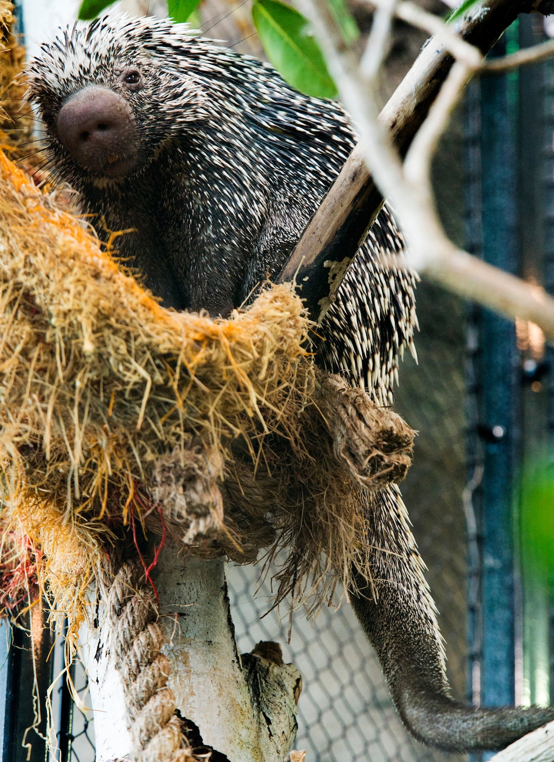 (Rick Egan  |  The Salt Lake Tribune)     Ilsa, a prehensile-tailed porcupine is one of two new porcupines introduced today at the Loveland Living Planet AquariumTuesday, Aug. 21, 2018.