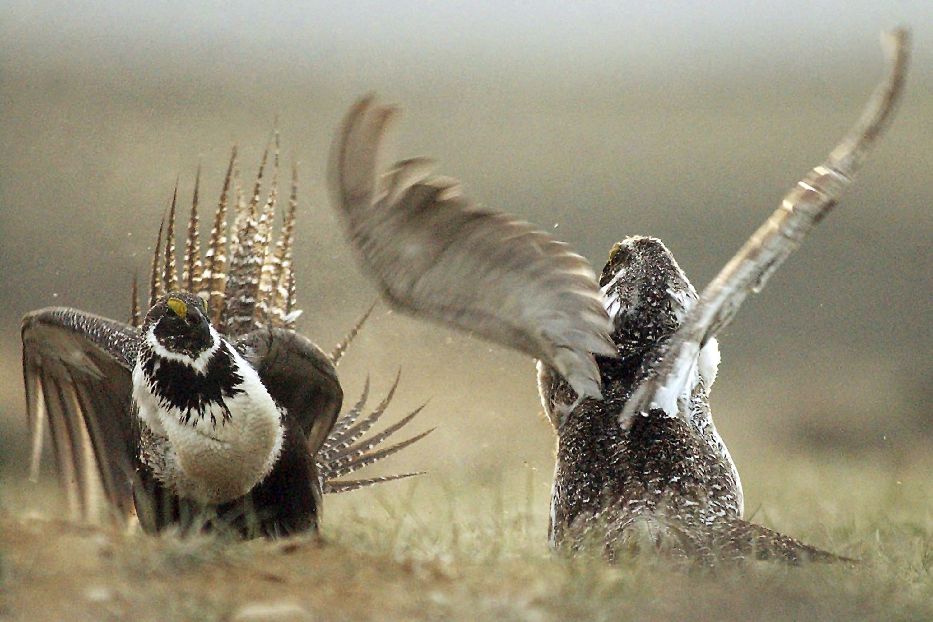 (Jerret Raffety | The Rawlins Daily Times via AP)
In this May 9, 2008, file photo, male sage grouses fight for the attention of females southwest of Rawlins, Wyo. Judge Brian Morris said in a May 22 ruling the Trump administration failed to protect habitat for a declining bird species when it issued energy leases on hundreds of square miles of public lands in Wyoming and Montana.