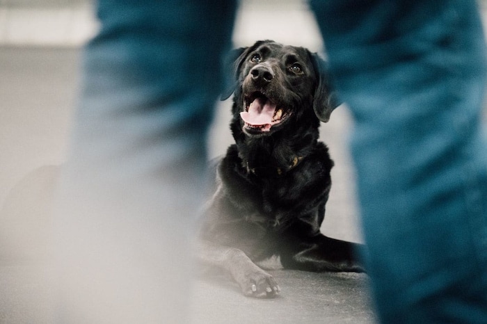 Heart, a 5-year-old black Labrador and obedience champ, awaits her next command from owner Linda Brennan as they practice their routine for the Westminster Kennel Club Dog Show. (Vincent Tullo for The Washington Post)