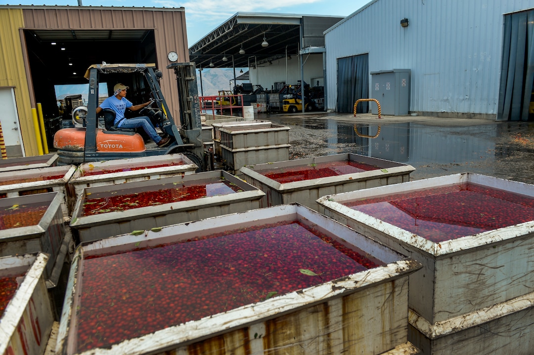 (Leah Hogsten  |  The Salt Lake Tribune)  Utah's Montmorency cherries soak in vats of cold water to firm up their flesh for washing, pitting, processing and freezing at the Payson Fruit Growers co-op, Thursday, July 26, 2018. Eight Utah family owned cherry farms process their cherries at the Payson Fruit Growers co-op every July, processing between 20 and 30 million pounds of cherries.