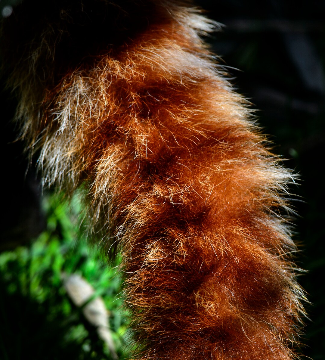 (Steve Griffin  |  The Salt Lake Tribune) A red panda checks out its new exhibit as the Hogle Zoo adds two red pandas to its permanent exhibit in Salt Lake City Friday May 4, 2018.  The 3 1/2 year-old male and the seven year-old female will make Hogle Zoo their permanent home after arriving from their previous home at Reid Park Zoo in Tucson, AZ. Red pandas are also called lesser pandas and live in the mountainous areas of Nepal and southwestern China. Their diet consists mostly of bamboo.