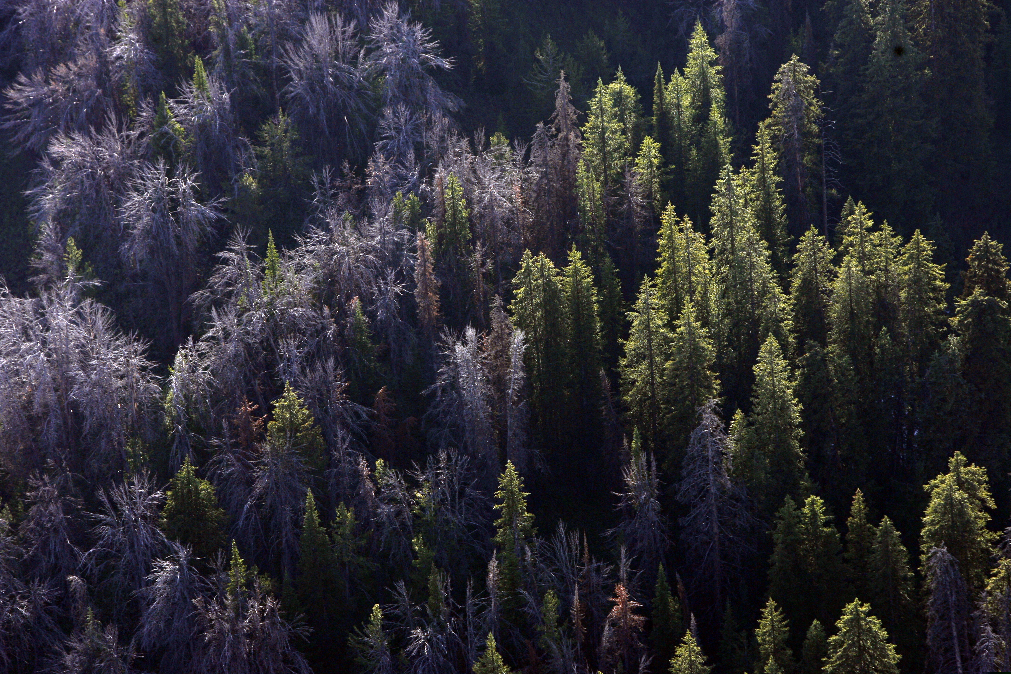 (Rick Egan | The Salt Lake Tribune)
This Aug. 1, 2011, photo, shows whitebark pine that have succumbed to mountain pine beetles through the Gros Ventre area east of Jackson Hole, Wyo. U.S. officials say climate change, beetles and a deadly fungus are imperiling the long-term survival of the high-elevation tree found in the western U.S.