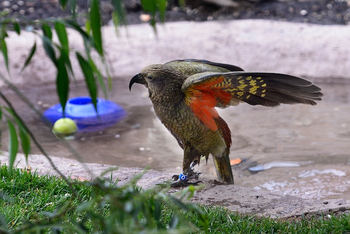 (Scott Sommerdorf | The Salt Lake Tribune)
One of Tracy Aviary's four Keas reveals the colorful underwing parts of their plumage as they play in their new exhibit, Expedition Kea, May 10, 2018.