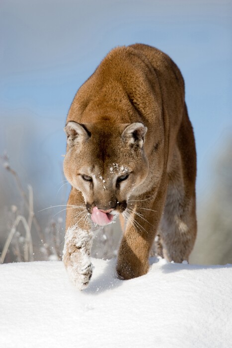 |  Courtesy Utah DWRDivision of Wildlife Resources biologists are recommending an increase of 531 to 565 permits for the upcoming cougar hunt season. Regional Advisory Council meetings begin July 25 and will also consider bobcat recommendations.