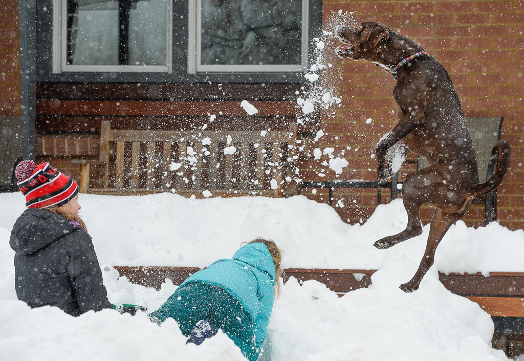 (Francisco Kjolseth | The Salt Lake Tribune) Bert relishes in the snow as Mira Tueller, left, tries to keep up with her neighbor's dog's regular request for flying snow as Salt Lake kids take advantage of school being cancelled due to a heavy snow storm on Wed. Feb. 6, 2019.