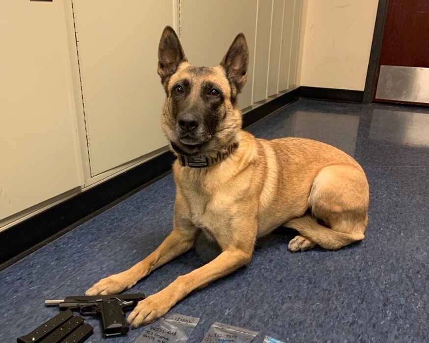 (West Jordan Police Department) Maya, a 6-1/2-year-old Belgian Malinois who was part of a K-9 unit of the West Jordan Police Department, was shot and killed while pursuing a suspect in South Jordan on Feb. 17, 2022, the department announced. The suspect was then shot and killed by police. Maya is pictured here with evidence from an earlier bust.