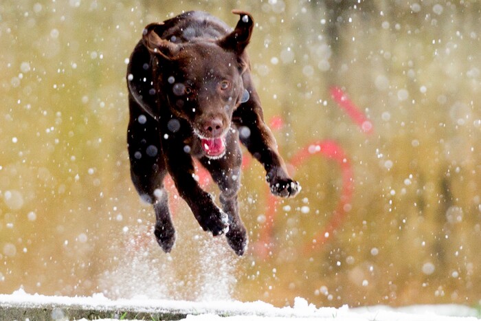 Frankie plays in the snow as her owner Claire Cheek, of Nashville, watches during an afternoon snowfall in Knoxville, Tenn., on Tuesday, Jan. 16, 2018. (Calvin Mattheis/Knoxville News Sentinel via AP)