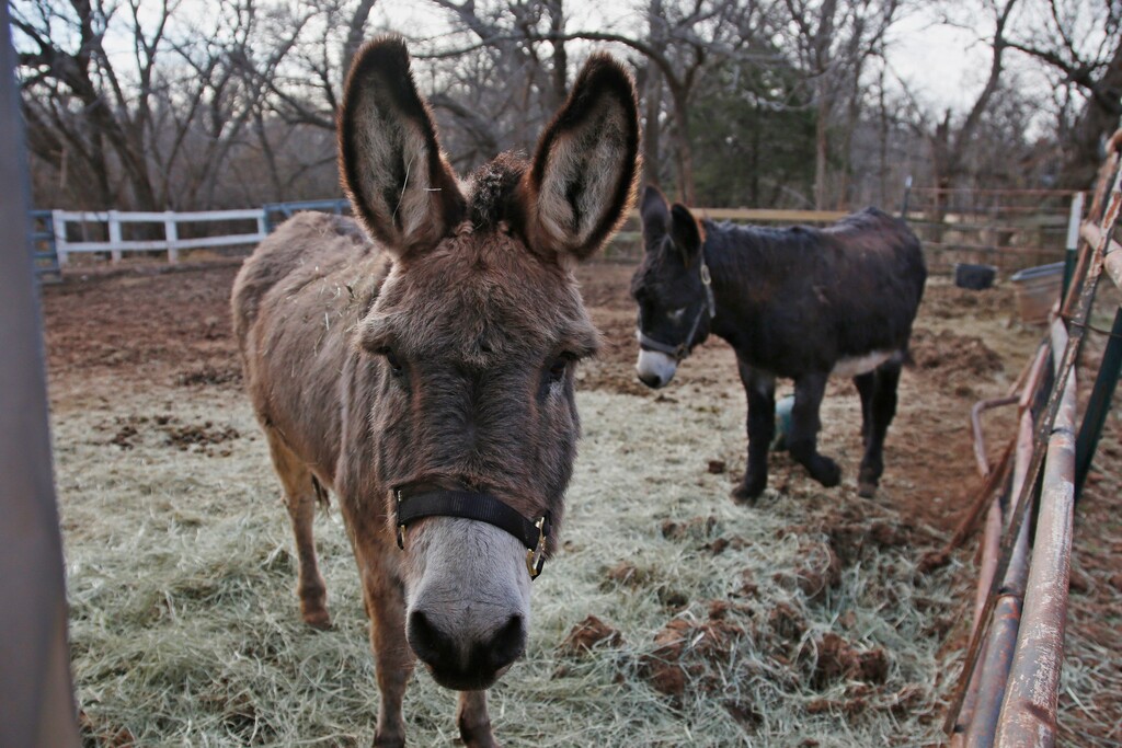 In this Wednesday, Dec. 11, 2019 photo, a pair of donkeys are pictured at Nexus Equine in Edmond, Okla. (AP Photo/Sue Ogrocki)