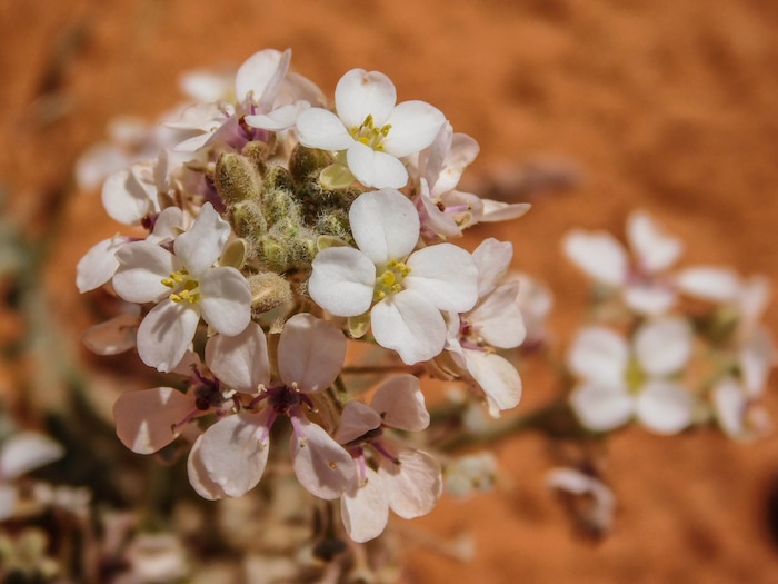Erin Alberty  |  The Salt Lake Tribune

Spectacle pod blooms April 1, 2017 along the Babylon Arch trail in the Red Cliffs Desert Reserve near Leeds. 