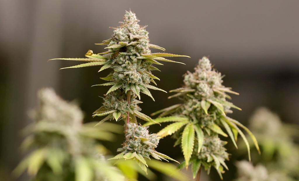 (Tony Dejak | AP file photo) Utah state officials say they will not release the names of medical marijuana license applicants right now but will likely make applicant information public as soon as licenses are awarded next month. Chris Hughes with Utah's Division of Purchasing said this week that releasing applicants' names before licenses are awarded could negatively sway the process or give potential growers an unfair advantage.