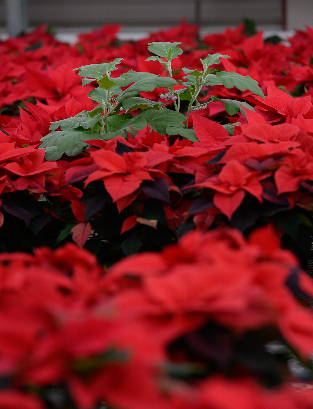 (Francisco Kjolseth  |  The Salt Lake Tribune)  An egg plant sits amongst the poinsettias to help draw away any white flies that might be present amongst the colorful plants acting as a natural pest control companion at the Salt Lake City International Airport greenhouse where 1500 poinsettias have been grown for the holiday season. 