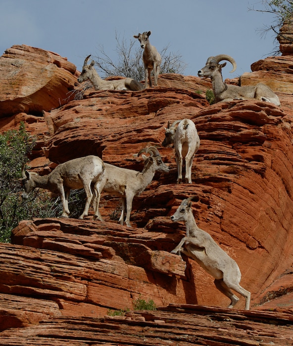 Franciso Kjolseth | Tribune File Photo
Desert bighorn sheep near the Checkerboard Mesa in Zion National Park hang out near the road.