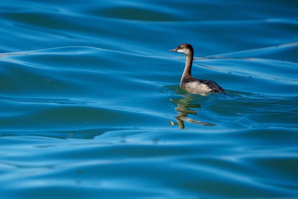(Trent Nelson  |  The Salt Lake Tribune) An eared grebe in the Great Salt Lake by on Saturday, Sept. 16, 2023.