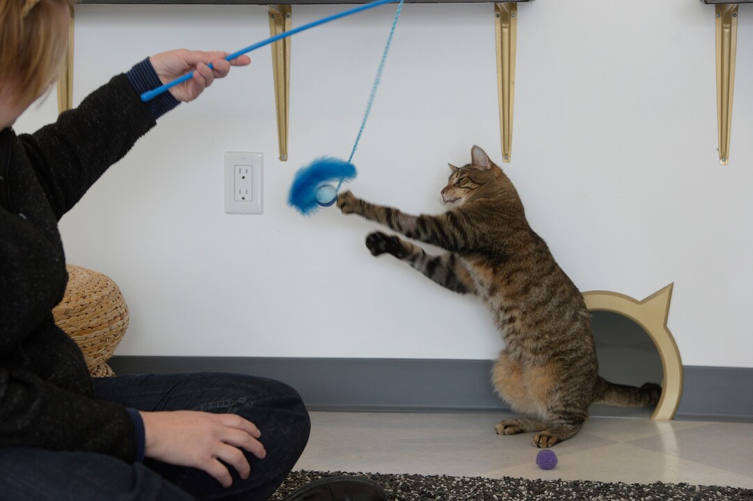 (Scott Sommerdorf   |  The Salt Lake Tribune)   Melissa Davis plays with one of the 14n or so cats at Tinker’s Cat Cafe on 900 South in Salt Lake City on Thursday, Nov. 2, 2017.