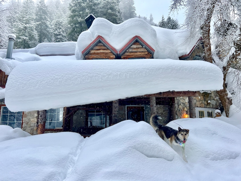 (Francisco Kjolseth | The Salt Lake Tribune) A dog explores the snow covered landscape in Mill Creek Canyon on Thursday, March 7, 2024.