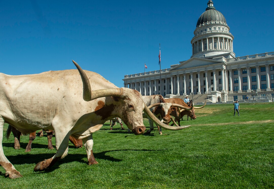 (Rick Egan  |  The Salt Lake Tribune)       Cowboys move Longhorn cattle to a pen on the lawn in front of the Utah State Capitol for a news conference on the Days of 47 festivities, Tuesday, July 16, 2019.