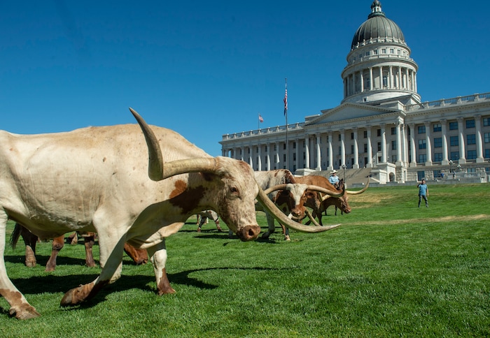(Rick Egan  |  The Salt Lake Tribune)       Cowboys move Longhorn cattle to a pen on the lawn in front of the Utah State Capitol for a news conference on the Days of 47 festivities, Tuesday, July 16, 2019.