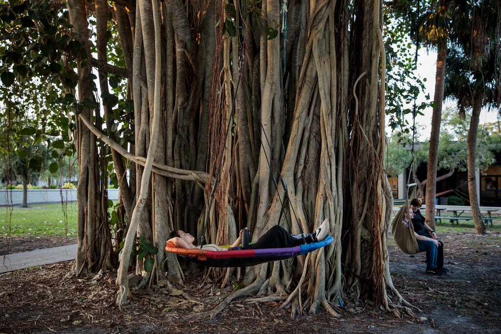 (Damon Winter | The New York Times)

A giant banyan tree, outfitted with multiple swings and hammocks, at the campus of New College of Florida, in Sarasota, Fla., on Jan. 25, 2023.