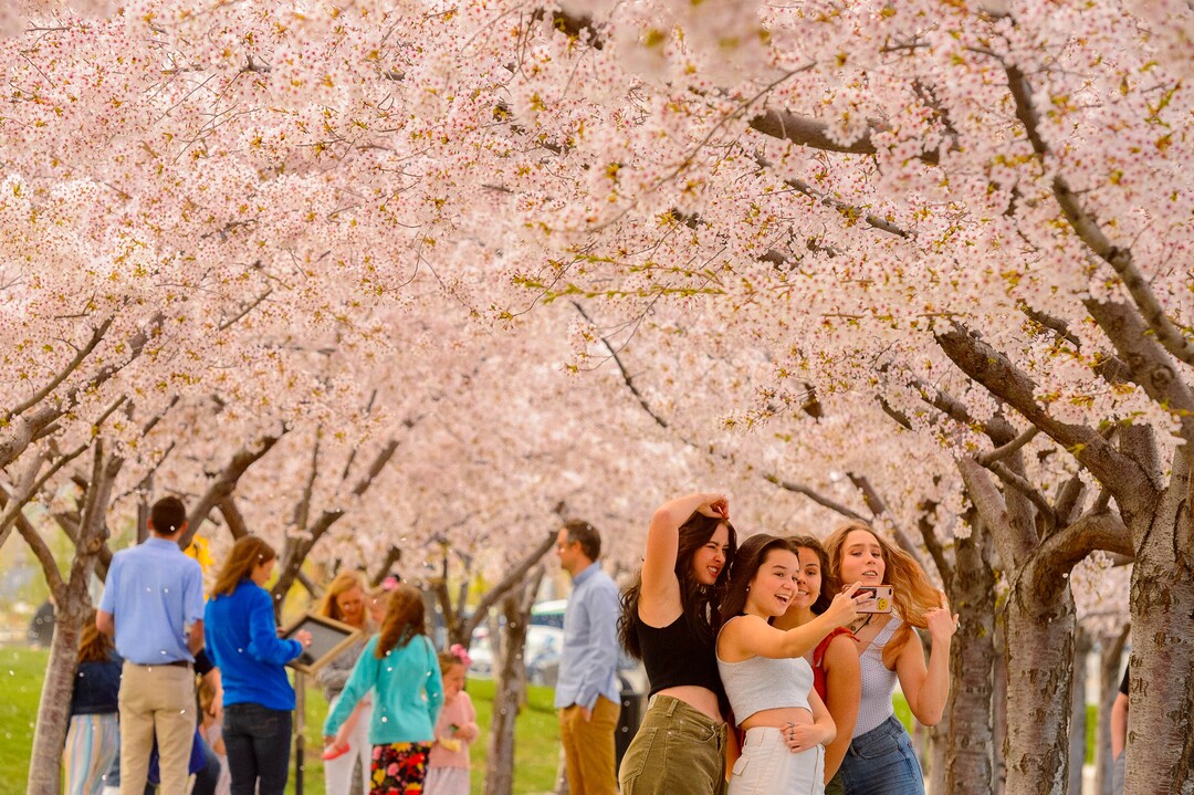 (Trent Nelson  |  The Salt Lake Tribune) Crowds of people take in the cherry blossoms surrounding the state Capitol in Salt Lake City on Saturday, April 11, 2020.