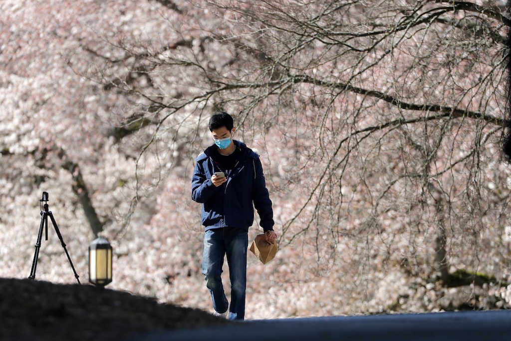 (Elaine Thompson | AP) University of Washington freshman Byron Chen walks on the campus among the nearly 30 cherry trees nearing their peak bloom Thursday, March 19, 2020, in Seattle. The school is asking people to avoid coming to campus this year to comply with orders prohibiting gatherings of more than 50 people during the spread of COVID-19. The "Somei-yoshino" variety are particularly striking when they reach full bloom because unlike many other flowering tree species, their white-pink blossoms bloom before the leaves start filling in.