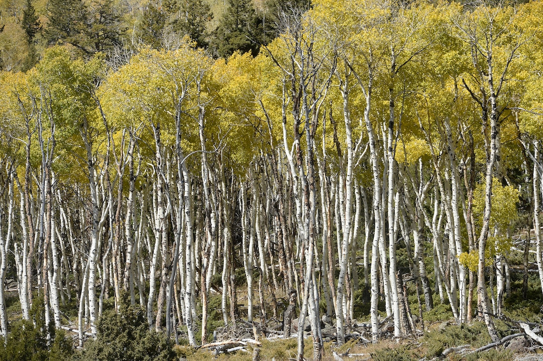 (Al Hartmann  |  The Salt Lake Tribune)     
At 106 acres, Pando is the largest known aspen clone, and the most massive living thing known on earth. Its trees are united by a single root system. Scientists say deer are voraciously eating Pando's new sprouts, preventing the clone from regenerating. It could deteriorate beyond recovery in less than 20 years, they warn.