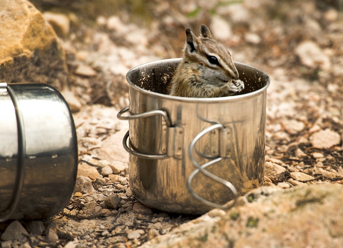 (Leah Hogsten  |  The Salt Lake Tribune) A chipmunk nibbles on the remaining muesli breakfast of an unsuspecting fisherman along the banks of Mirror Lake, Aug. 6, 2017.