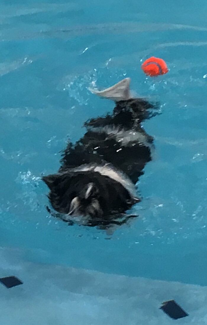 (Scott D. Pierce | The Salt Lake Tribune) Who knew? Turns out Chip likes to swim.