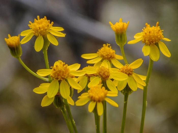 Erin Alberty  |  The Salt Lake TribuneSenecio blooms May 29, 2017 in Box Canyon in Dinosaur National Monument.