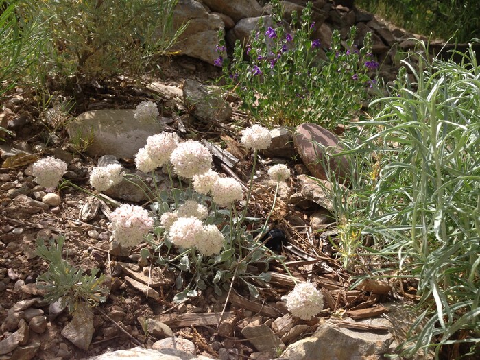 (Erin Alberty | The Salt Lake Tribune) White poms hover over Cushion Buckwheat on June 4, 2014 in the former backyard of reporter Erin Alberty in Salt Lake City.  It helped to replace a carpet of invasive Myrtle Spurge.