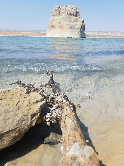 Photo by David Rankin, courtesy photo National Park Service
Dropping water levels at Lake Powell expose invasive quagga mussels clinging to rocks, like this spot offering a view of Lone Rock. The reservoir is Utah's water body infested with the non-native mollusk. Boat inspections aimed at preventing the spread of quagga are resulting in long waits because National Park Service officials are increasingly discovering adult quagga in boats' internal systems.