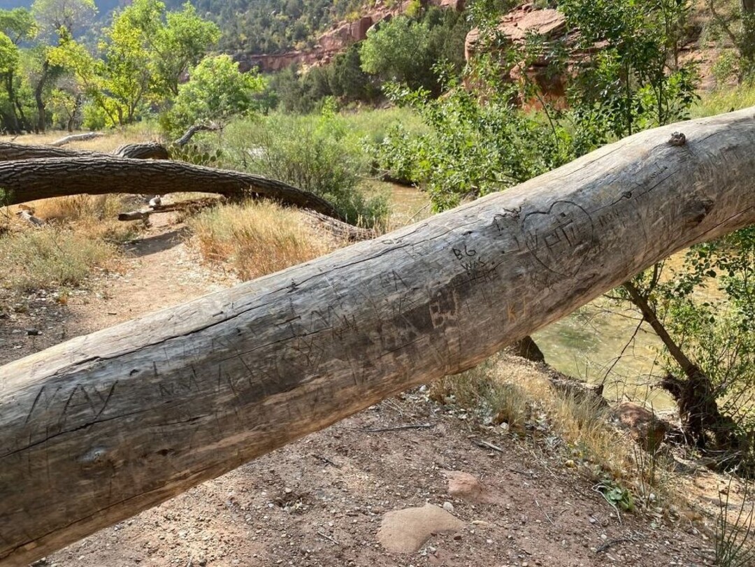 (Photo courtesy of the National Park Service) Names carved on a log on the riverbank at Zion National Park.