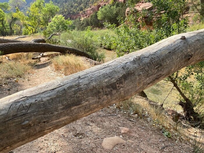 (Photo courtesy of the National Park Service) Names carved on a log on the riverbank at Zion National Park.