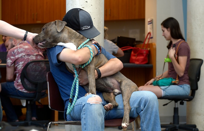 (Leah Hogsten  |  The Salt Lake Tribune) Riley Sorensen hugs his new best friend Cosmo, a brindle American Pit Bull Terrier during the Humane Society's weeklong adoption event, Clear the Shelters, Saturday, August 19, 2017, a nationwide drive to adopt out cats and dogs.