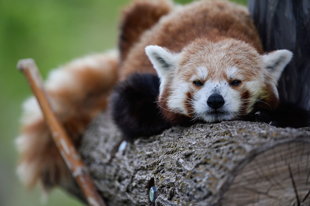 (Francisco Kjolseth  |  The Salt Lake Tribune)  A report came out on Monday, May 6, 2019, that says one million different species are in imminent danger of extinction several of which are represented at Hogle Zoo like Louie the Red Panda. 