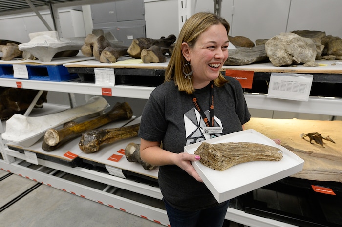 (Francisco Kjolseth  |  The Salt Lake Tribune)  Carrie Levitt-Bussian, Collections Manager for Paleontology at the Natural History Museum of Utah, holds a musk ox horn fossil that was found locally at State Street and North Temple in 1871, is considered to be the first fossil accessioned by the museum. On Saturday, Nov. 16, 2019, people got a chance to explore new things during the annual Behind the Scenes event running through the weekend designed as a tribute to the Museum's 50th anniversary.