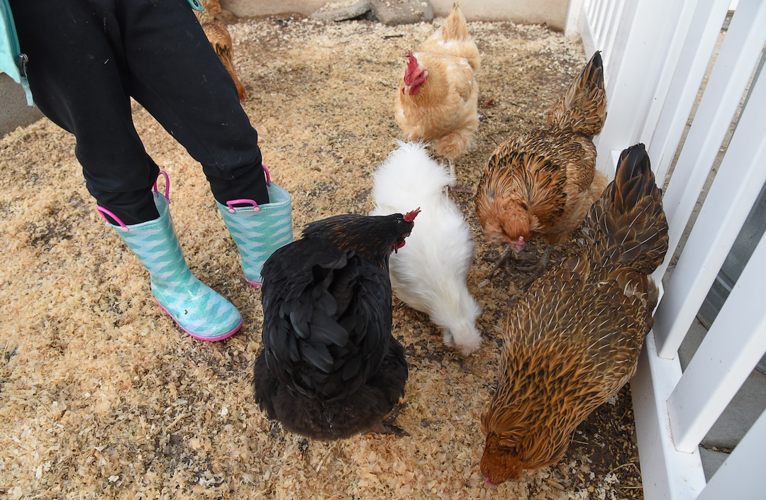 (Francisco Kjolseth  |  The Salt Lake Tribune)  With rubber boots on, Skyrie Sacks, 7, visits the family's eight backyard chickens at their home in West Clinton, all named after Pokémon characters, on Wednesday, Jan. 9, 2018. Natalie Sacks says emotional support chickens have helped her daughter deal with PTSD from a traumatic accident that happened when she was 4. The Sacks family had to move from their home in Herriman because of an HOA dispute over the chickens.