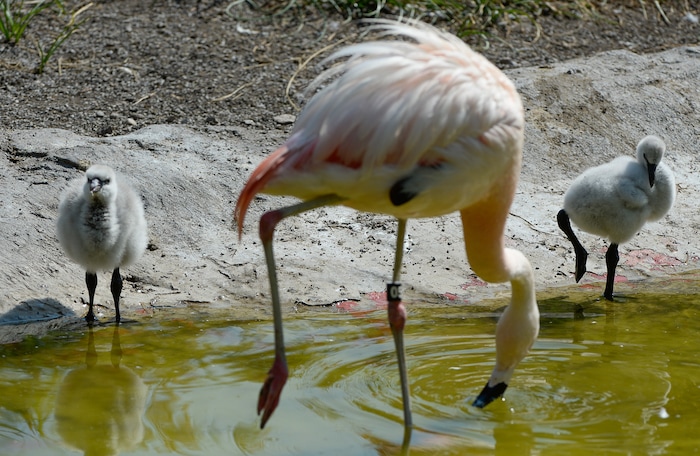 (Francisco Kjolseth  |  The Salt Lake Tribune)  Tracy Aviary has a variety of new birds, including three new baby Chilean Flamingos. The trio, ranging in age from 14 to 29 days of age are growing fast and the aviary is currently having a naming competition. Every egg that is laid at the aviary is given a number. Chick 3 just happened to get the egg number 007, so keepers decided to theme the flamingo chick naming contest with 007 names. 