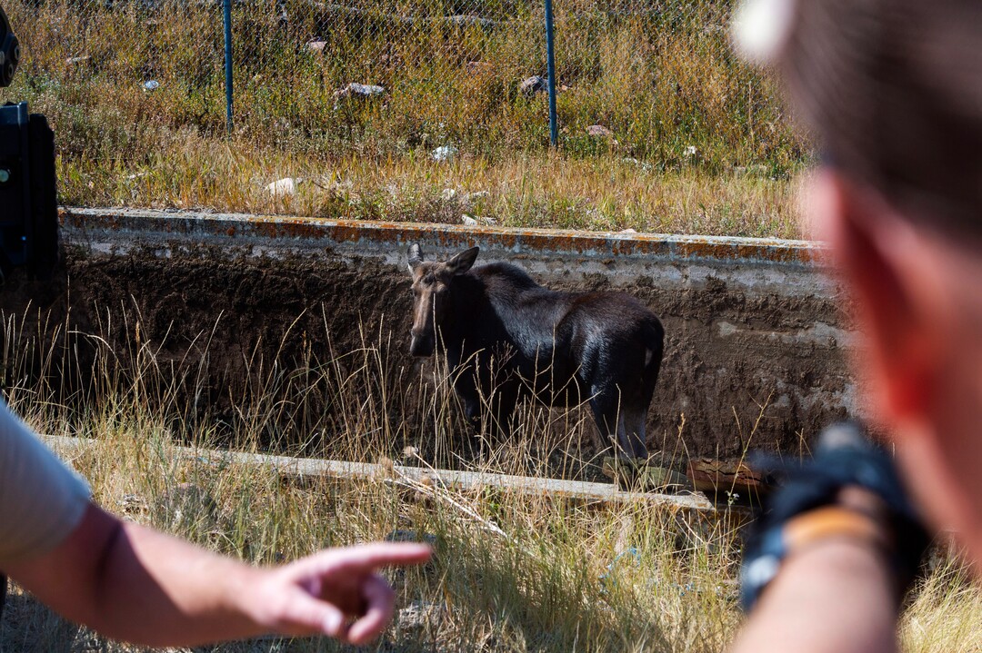 (Rick Egan  |  The Salt Lake Tribune)   Workers from the Utah Division of Wildlife Resources make a plan to rescue a moose from Lambs Creek diversion pond near Mountain Dell golf course, on Sunday, September 20, 2020. Sunday, Sept. 20, 2020.