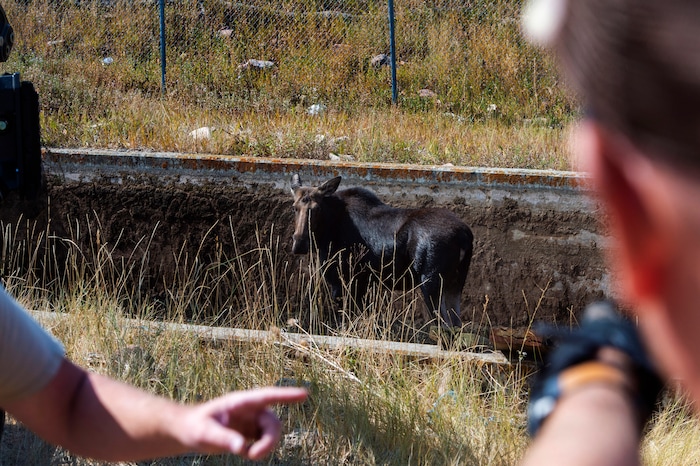 (Rick Egan  |  The Salt Lake Tribune)   Workers from the Utah Division of Wildlife Resources make a plan to rescue a moose from Lambs Creek diversion pond near Mountain Dell golf course, on Sunday, September 20, 2020. 
Sunday, Sept. 20, 2020.