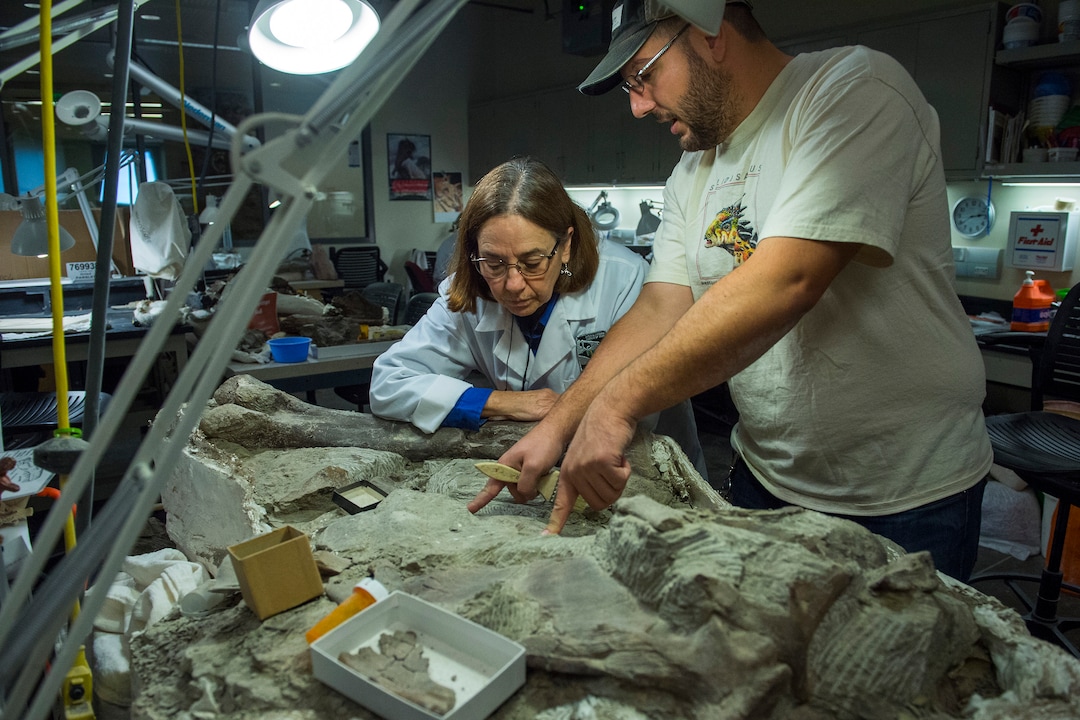(Chris Detrick  |  The Salt Lake Tribune)  Fossil Preparation Lab Manager Tylor Birthisel and volunteer Ann Johnson work on a Tyrannosaurid skull from Grand Staircase-Escalante National Monument at the Natural History Museum of Utah.
