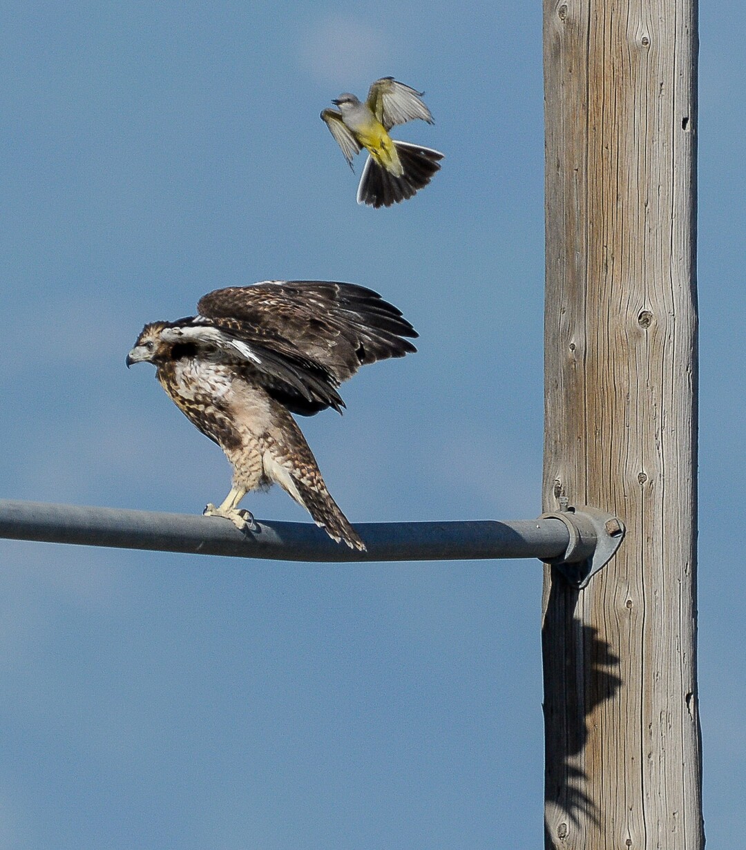 (Francisco Kjolseth  |  The Salt Lake Tribune)  With nesting season in full swing, a young red-tailed hawk who left the nest too soon is mobbed by a western kingbird in an industrial area of Salt Lake City.