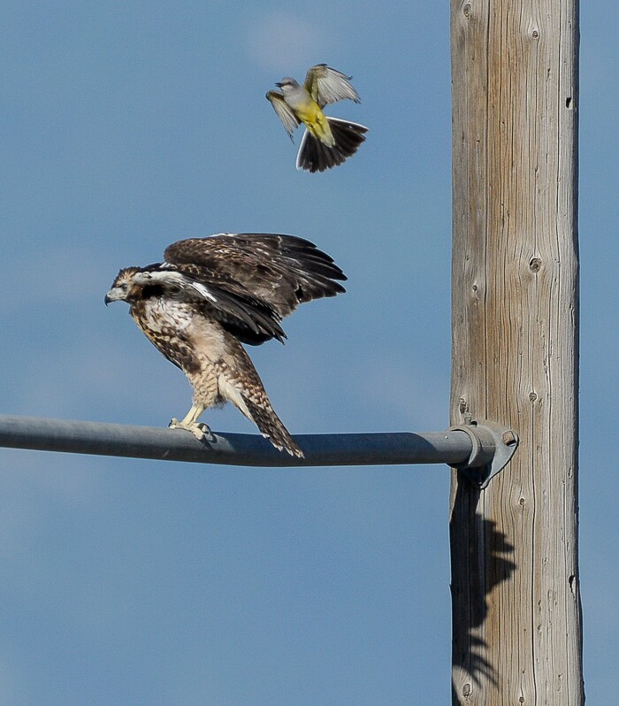 (Francisco Kjolseth | The Salt Lake Tribune) With nesting season in full swing, a young red-tailed hawk who left the nest too soon is mobbed by a western kingbird in an industrial area of Salt Lake City.