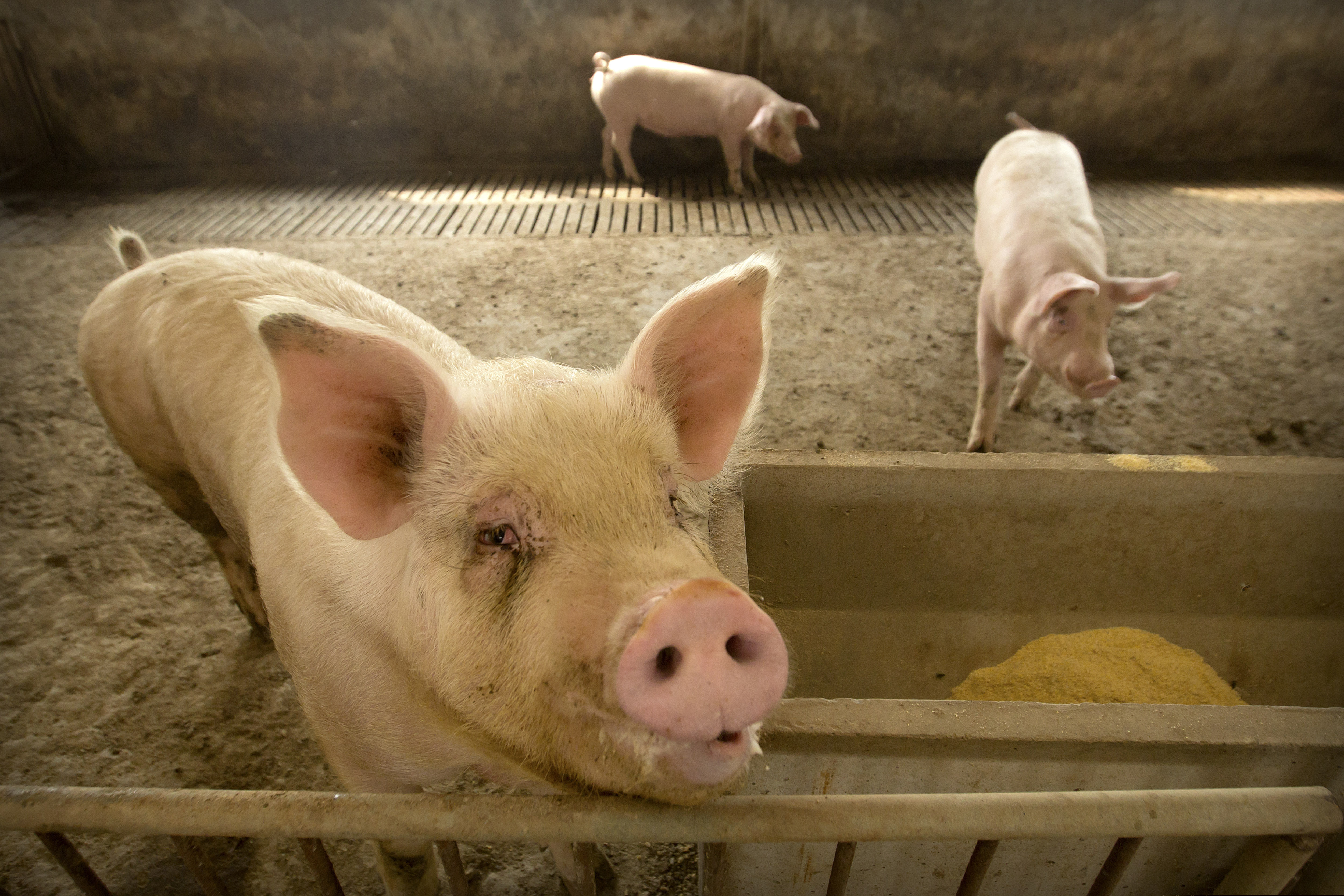(Mark Schiefelbein | AP file photo)  Pigs stand in a barn at a farm in Jiangjiaqiao village in northern China's Hebei province on May 8, 2019.