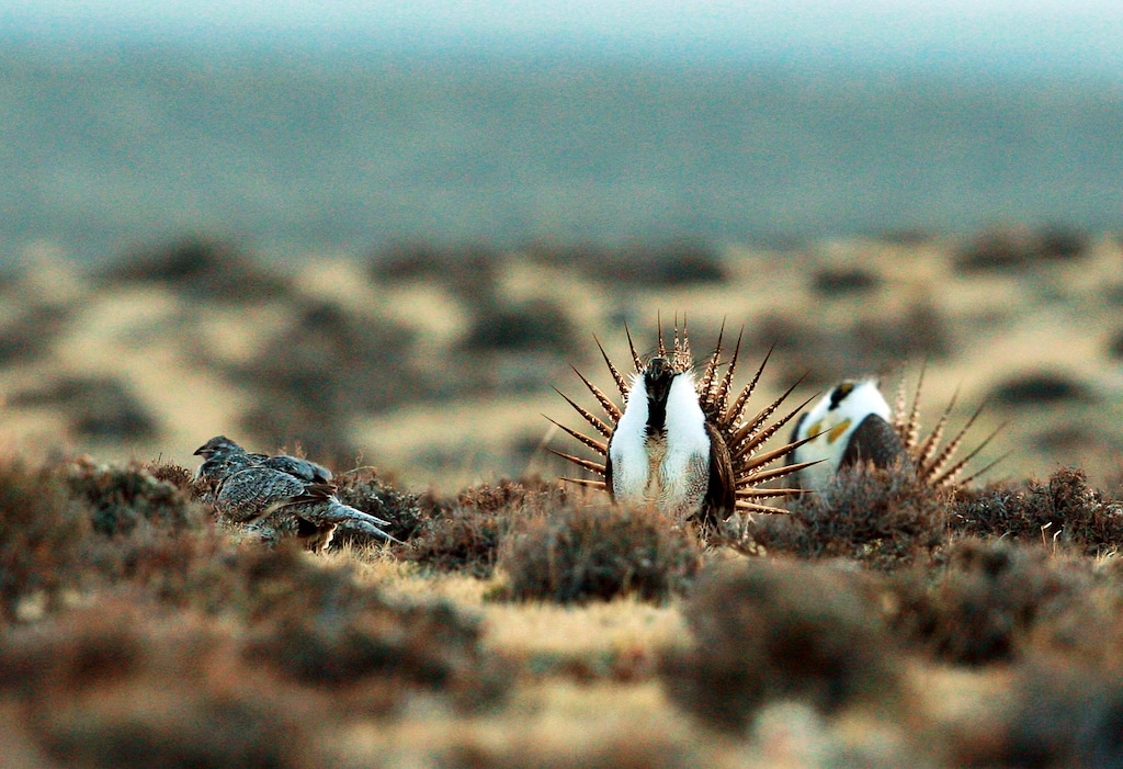 (Alan Rogers | AP file photo) A male sage grouse trying to impress a group of hens, at left, near the base of the Rattlesnake Range in southwest Natrona County, Wyo., in 2014. Montana, Wyoming and other Western states are reporting population declines for the birds in 2019.