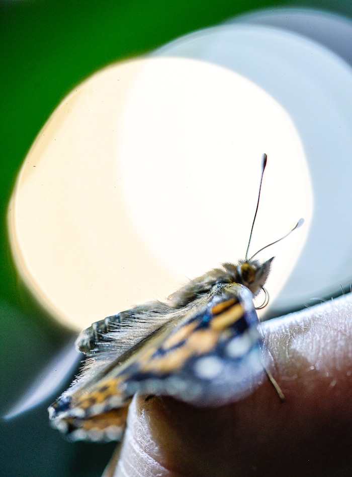 (Francisco Kjolseth  |  The Salt Lake Tribune)  The Loveland Living Planet Aquarium gets ready to put on display 650 Painted Lady butterflies as part of their Journey to South America gallery which opens to the public on Friday. In the Spring they plan to add more species to the exhibit.