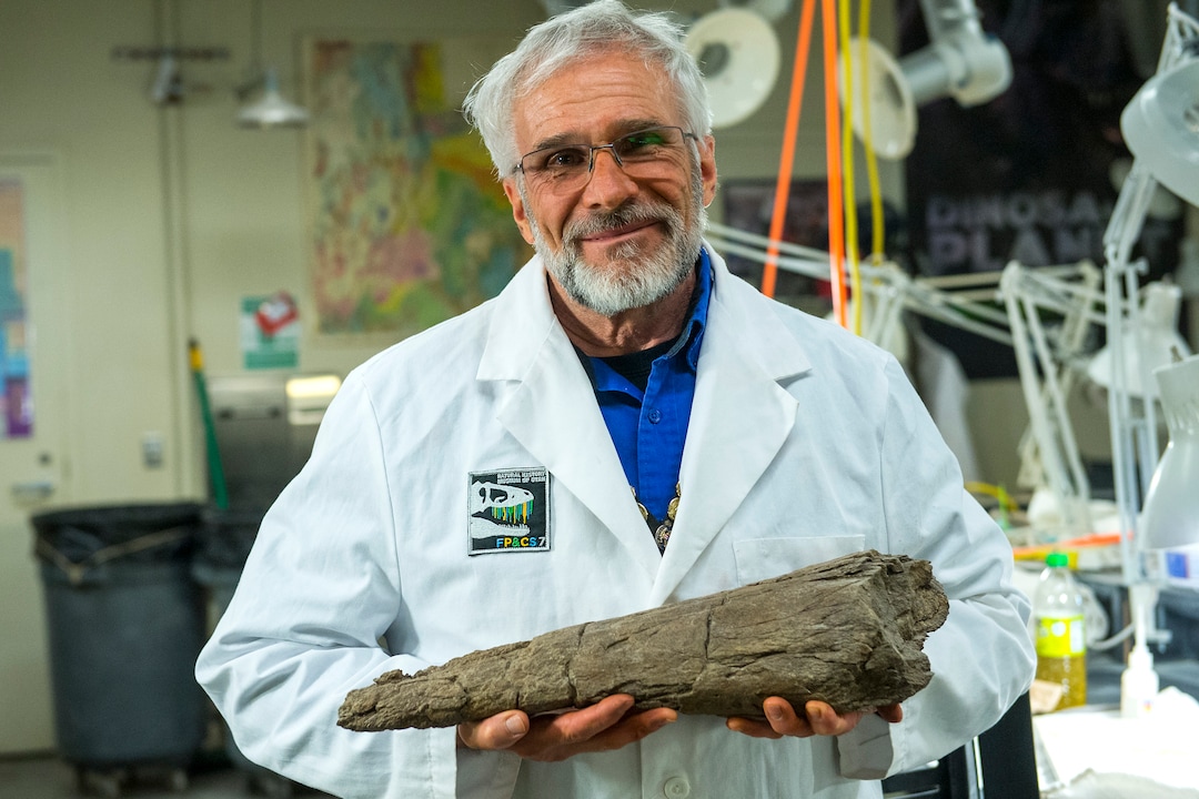 (Chris Detrick  |  The Salt Lake Tribune)  Paleontology volunteer Randy Johnson holds part of a 75 million-year-old Pentaceratops skull he discovered in the Grand Staircase-Escalante National Monument at the Natural History Museum of Utah.