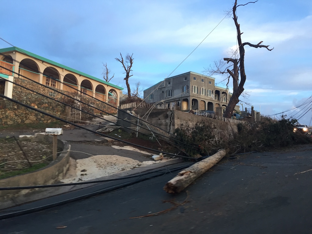(Photo courtesy of Lyle Winterton) Hurricane Irma toppled trees and power lines in St. Thomas last week, leaving the Caribbean island without power.
